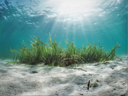 Seagrass, Isles of Scilly, Cornwall, UK Credit: Michiel Vos / Ocean Image Bank